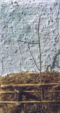 Michael Emmert,
                      Herbstwiese, Materialcollage